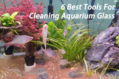 6 Best Tools For Cleaning Aquarium Glass