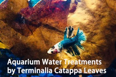 Aquarium Water Treatments by Terminalia Catappa Leaves