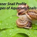 Cleaner Snail Profile – Types of Aquarium Snails