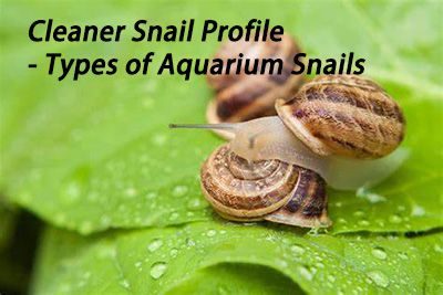 Cleaner Snail Profile – Types of Aquarium Snails