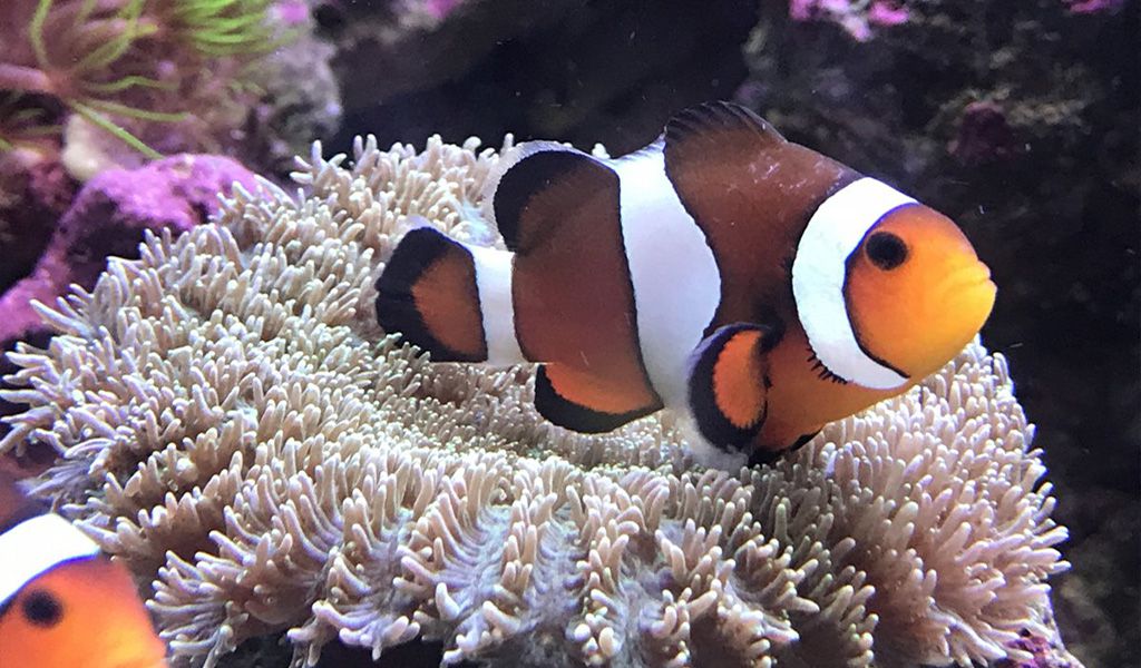 clownfish velvet disease