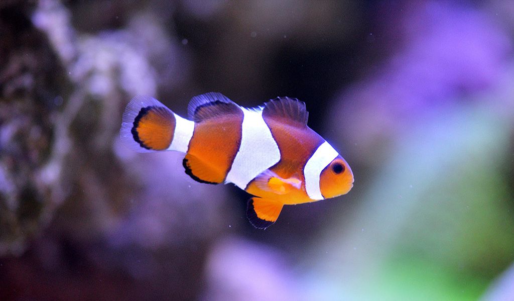 clownfish disease treatment