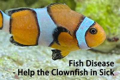Fish Disease – Help the Clownfish in Sick