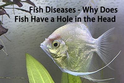 Fish Diseases – Why Does Fish Have a Hole in the Head