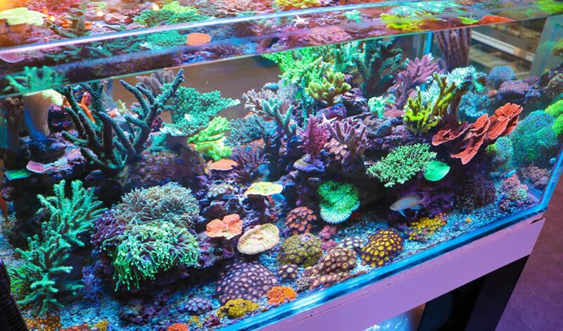 Gallery Detail: How To Maintain Alkalinity Level In A Reef Tank
