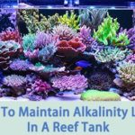How To Maintain Alkalinity Level In A Reef Tank