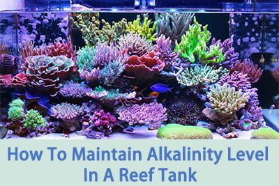 Maintain alkalinity level in a reef tank