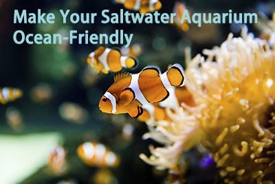 Make Your Saltwater Aquarium Ocean-Friendly