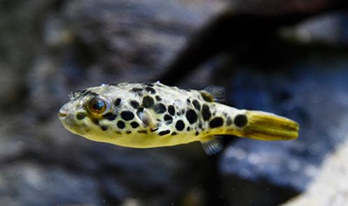 Congo puffer