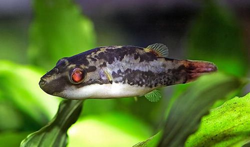 Red-eye puffer