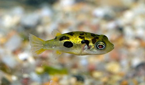 Dwarf puffer