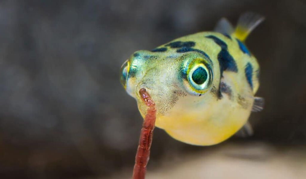 Dwarf Freshwater Puffer dwarf-freshwater-puffer