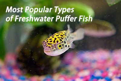 Most Popular Types of Freshwater Puffer Fish