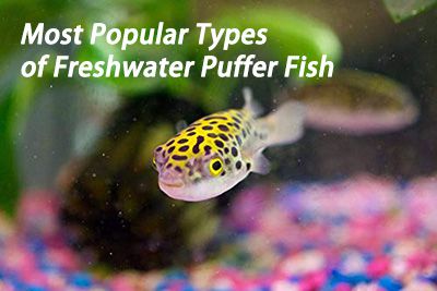 Freshwater puffer care shop