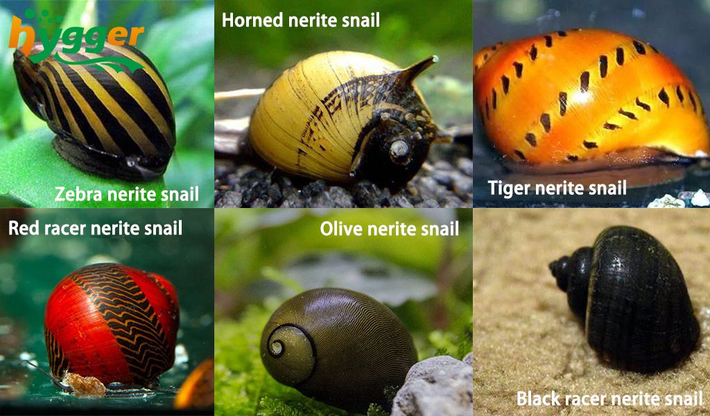 nerite snail