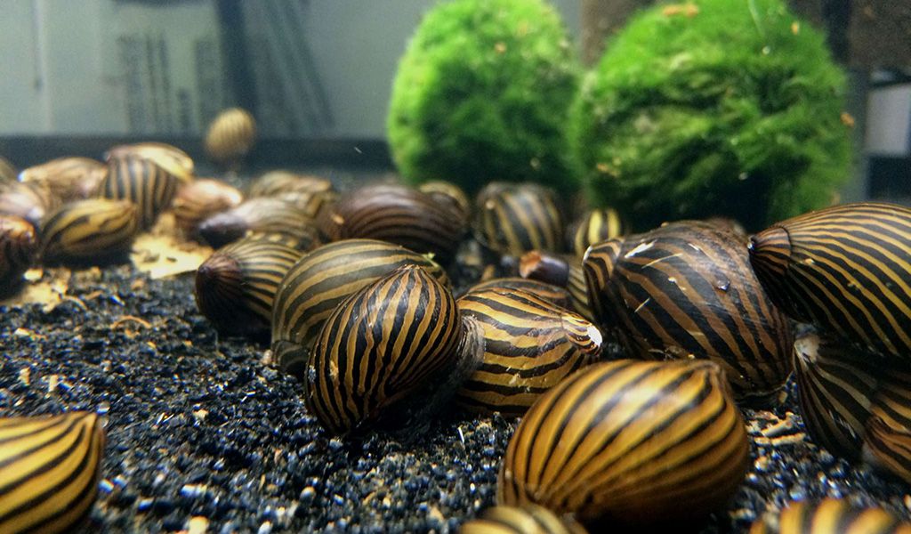 nerite snails guide