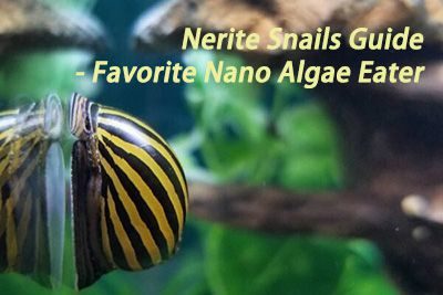 Nerite Snails Guide – Favorite Nano Algae Eater