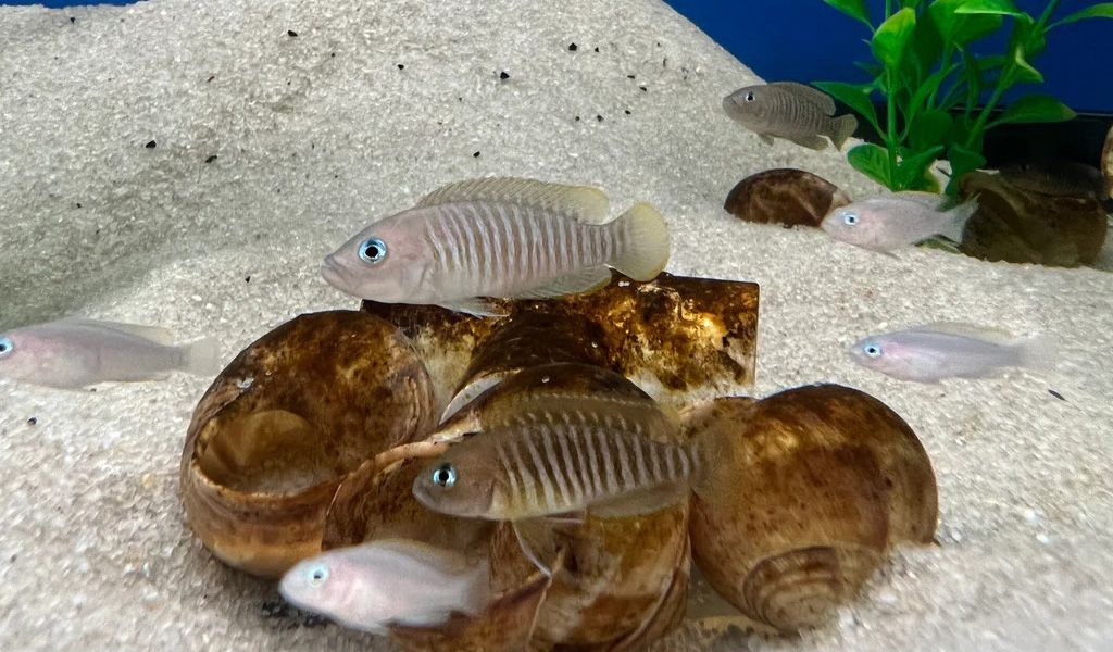 African Cichlid