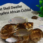 The Best Shell Dweller and Smallest African Cichlid