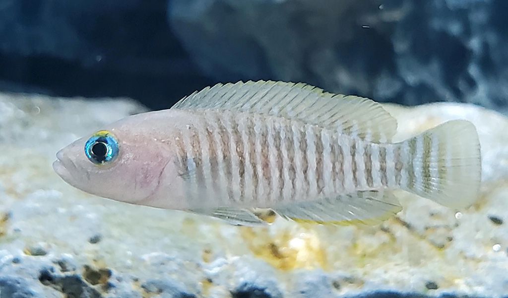 Shell dweller Cichlid