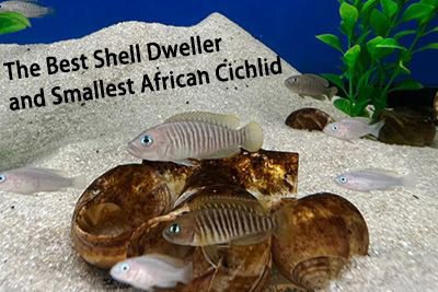 The Best Shell Dweller and Smallest African Cichlid