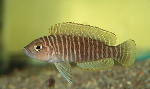 Breitstreifen-Schneckenbuntbarsch Cichlid