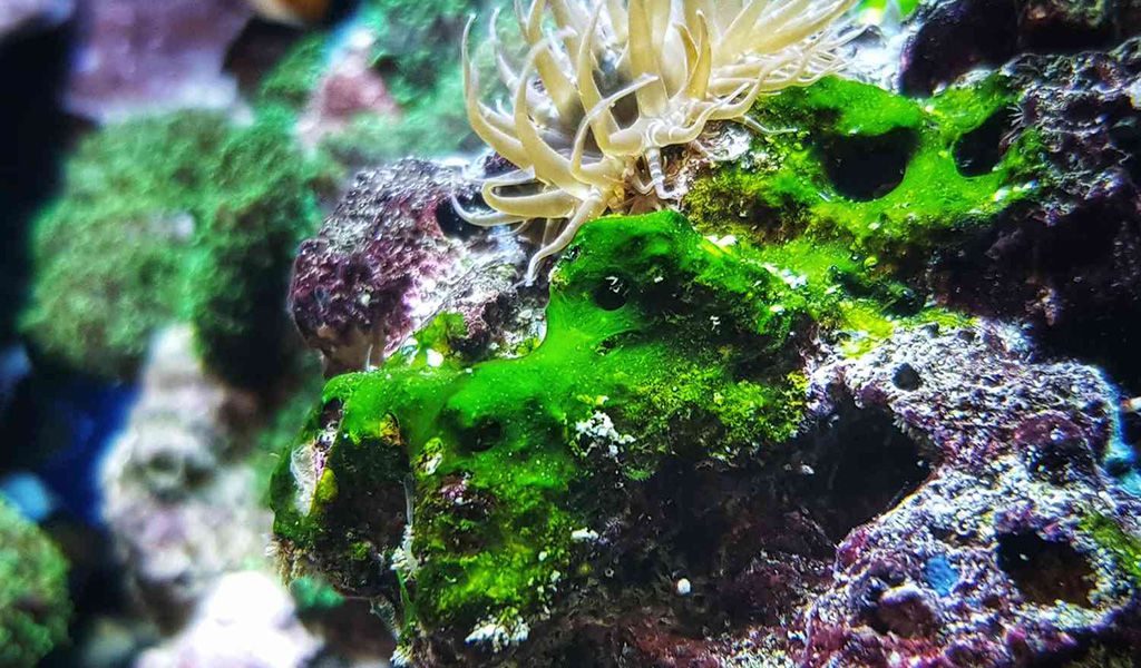 Marine algae