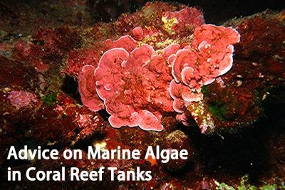 Advice on Marine Algae in Coral Reef Tanks
