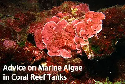 Advice on Marine Algae in Coral Reef Tanks