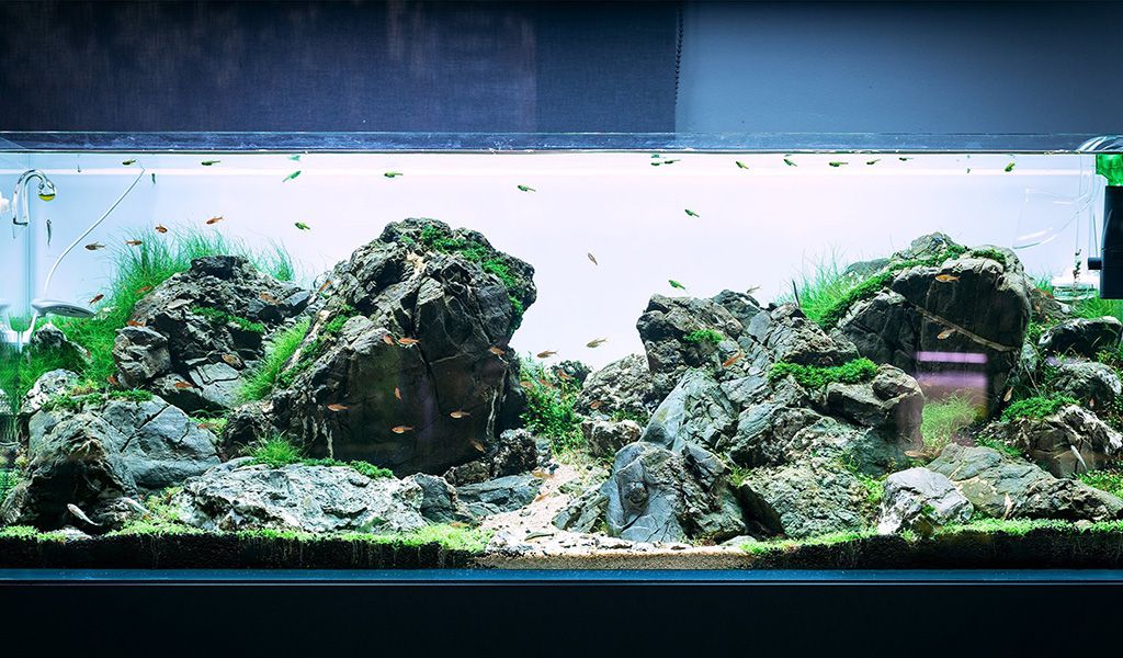Crystal clear sales aquarium water