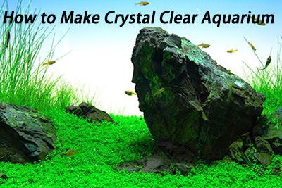 How to Make Crystal Clear Aquarium