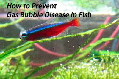 How to Prevent Gas Bubble Disease in Fish