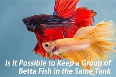 Is It Possible to Keep a Group of Betta Fish in the Same Tank