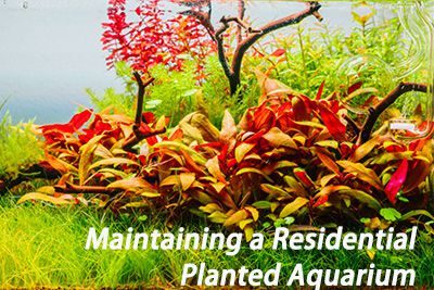 Maintaining a Residential Planted Aquarium