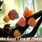 Take Good Care of Discus Fish