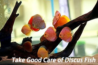 Take Good Care of Discus Fish