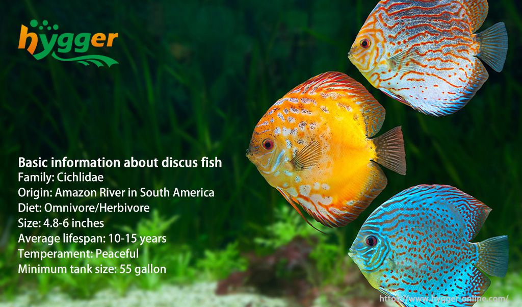 Learn About Symphysodon Discus (Pompadour Fish)