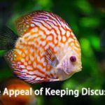 The Appeal of Keeping Discus Fish