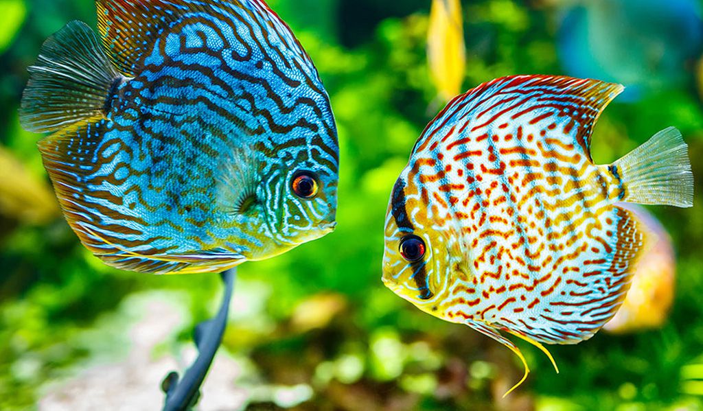 discus fish types