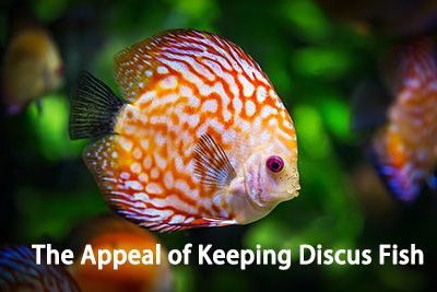 The Appeal of Keeping Discus Fish