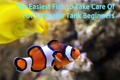 The Easiest Fish to Take Care Of For Saltwater Tank Beginner