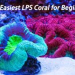 The Easiest LPS Coral for Beginners