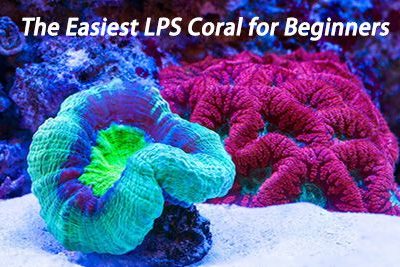 The Easiest LPS Coral for Beginners