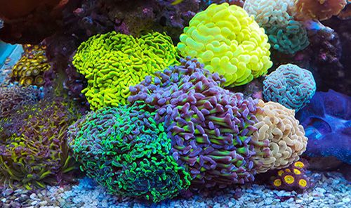 The Easiest LPS Coral for Beginners - hygger