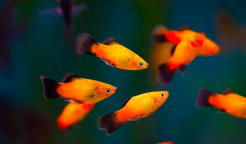 Platy fish