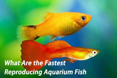 What Are the Fastest Reproducing Aquarium Fish