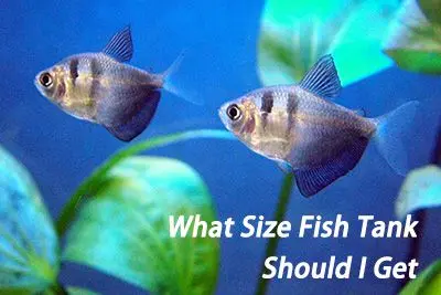 Fish tank size