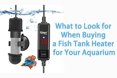What to Look for When Buying Fish Tank Heater for Aquarium