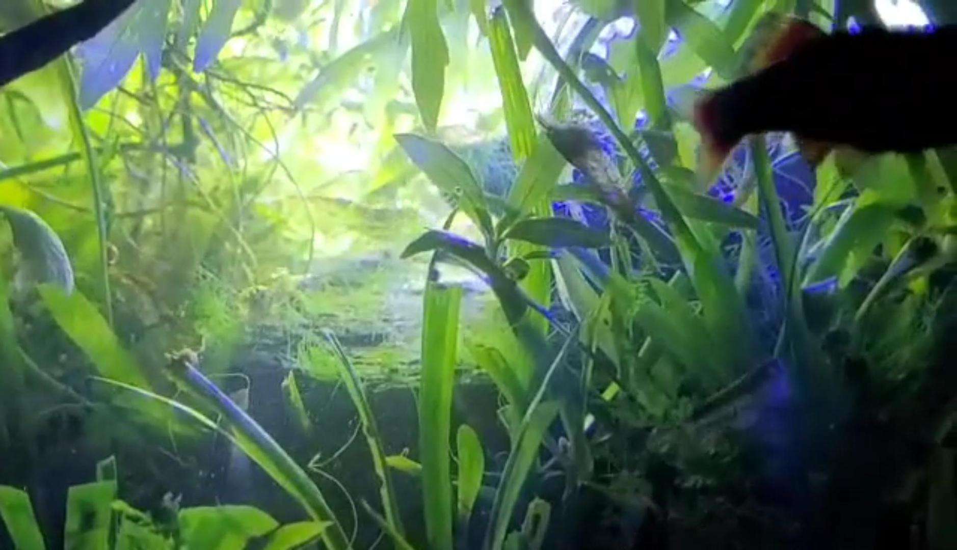 COB LED light video show