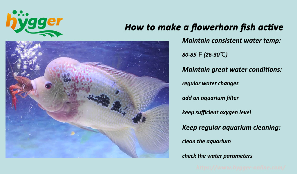 Advice for Keeping Flowerhorn Fish Active - hygger